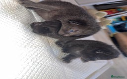 Domestic Shorthair cats for sale: 3 male kittens  - Image 1