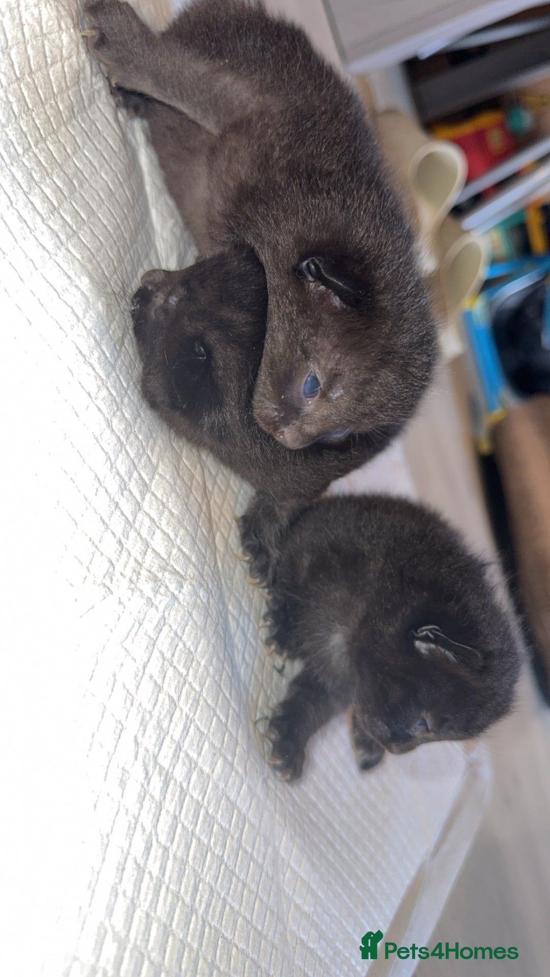Domestic Shorthair cats for sale: 3 male kittens  - Image 1