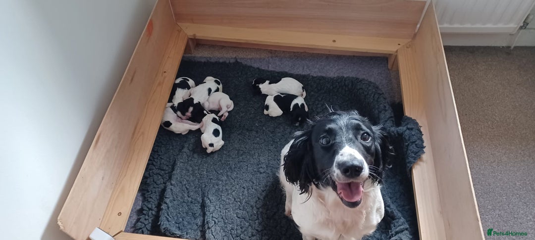 English Springer Spaniel dogs for sale: Working English Springer Spaniel  in Cullompton - Image 5