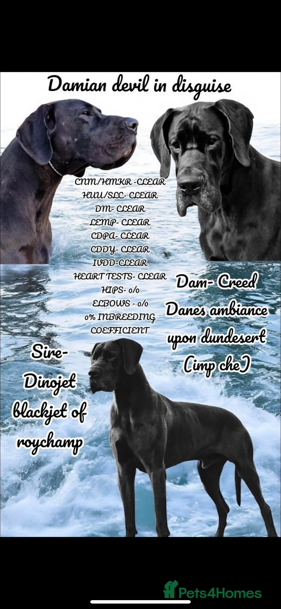 Great Dane dogs for sale: Beautiful kc reg Great Dane puppies - Advert 2