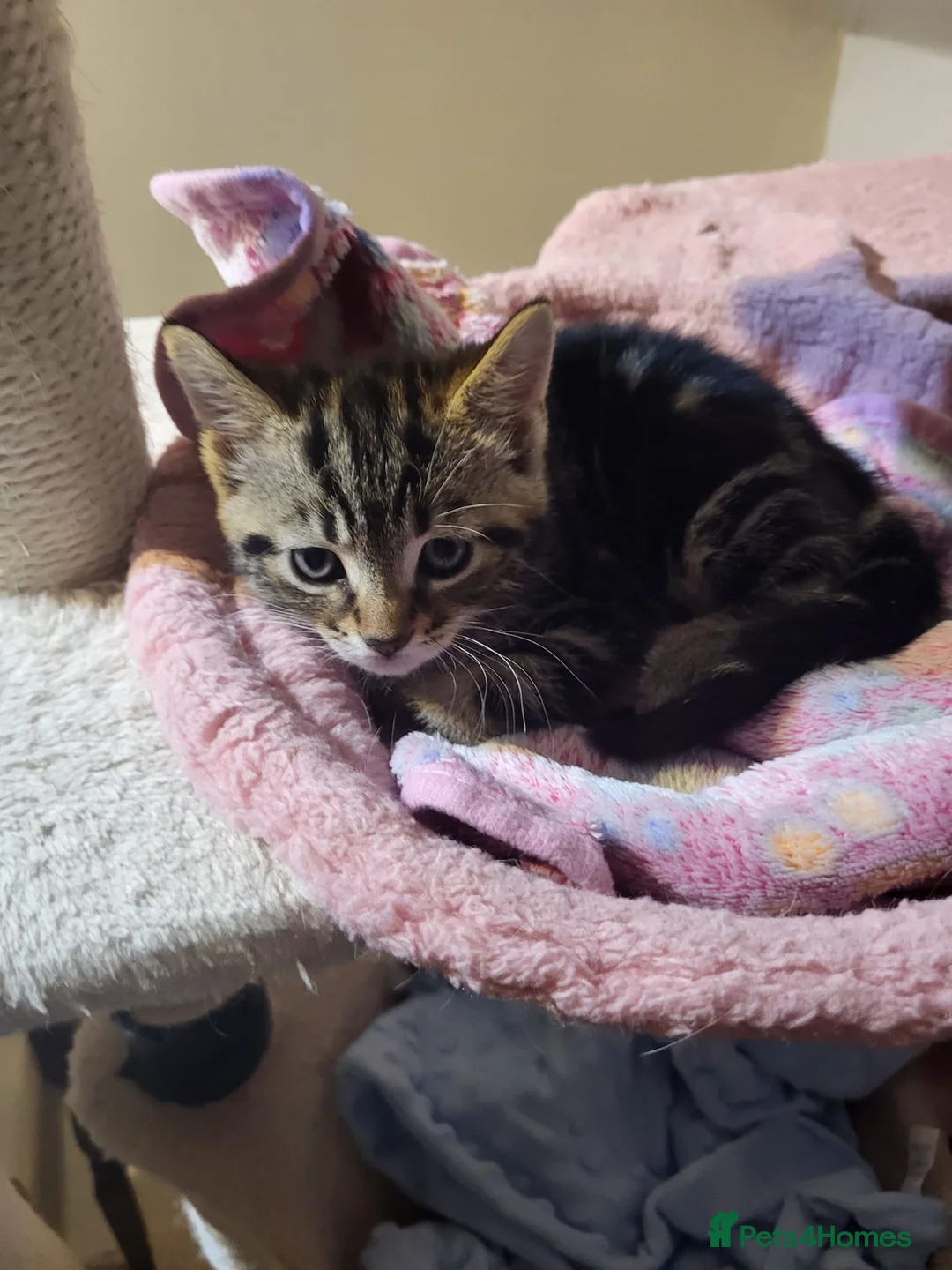 Mixed Breed cats for sale: Tabby girl cross bengal - Advert 2