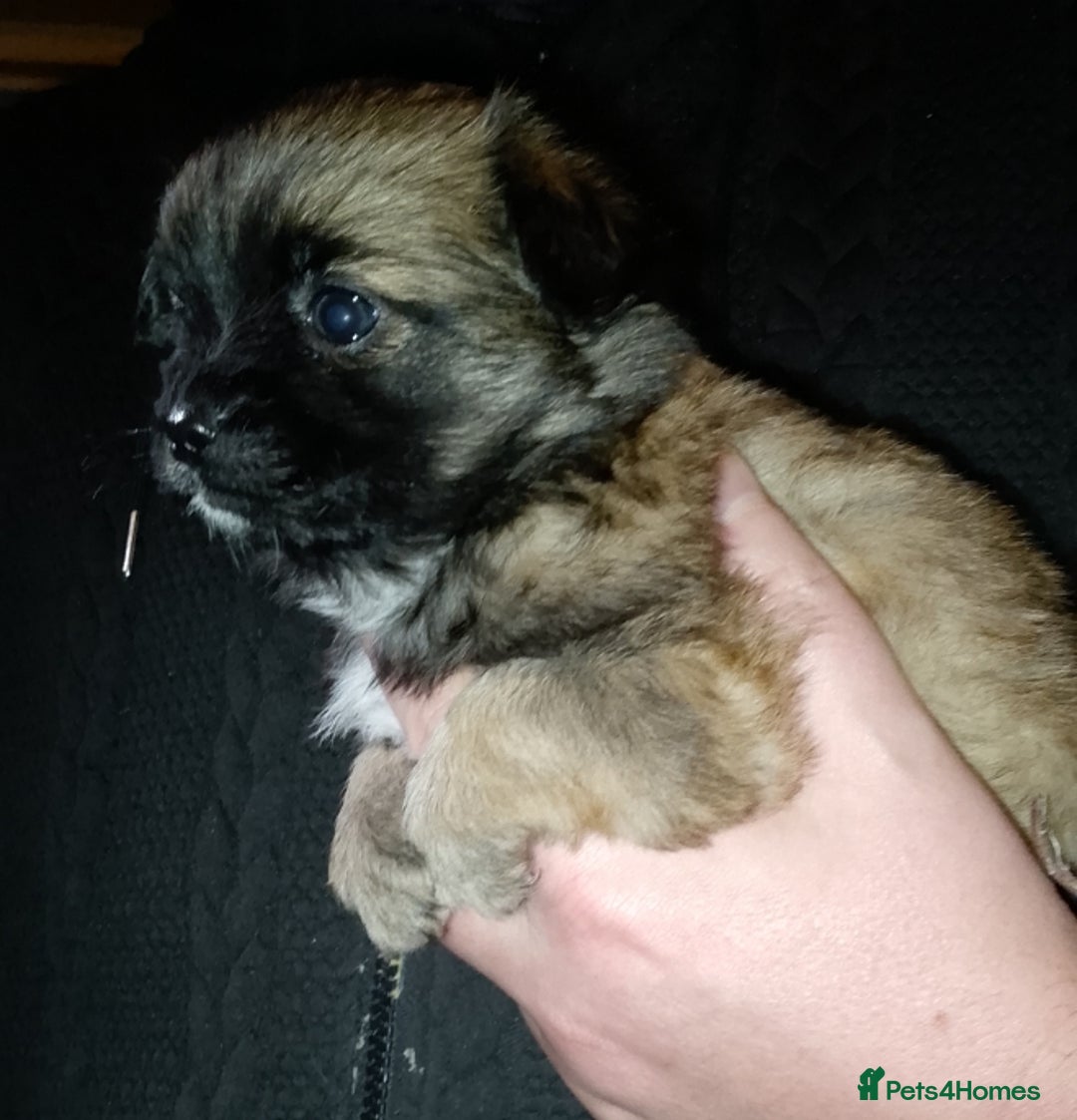 Chihuahua dogs for sale:  Chihuahua puppies can be seen with mum and dad  - Advert 7