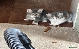 Domestic Shorthair cats for sale: Happy healthy kittens - Image 2