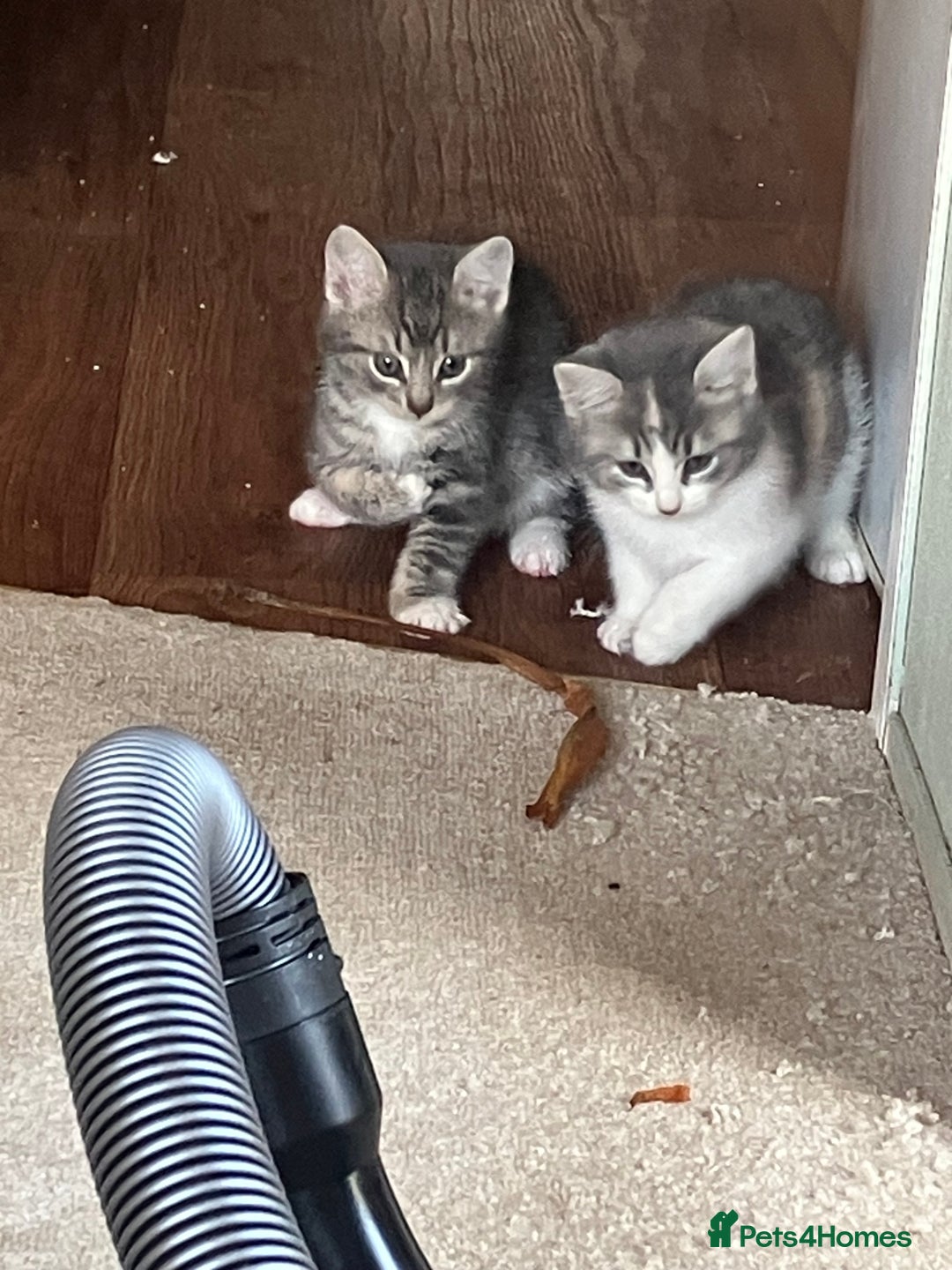 Domestic Shorthair cats for sale: Happy healthy kittens - Image 2