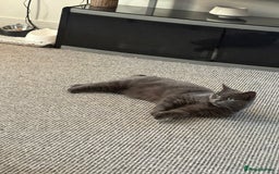 British Shorthair cats for sale: British Shorthair Female - Image 5