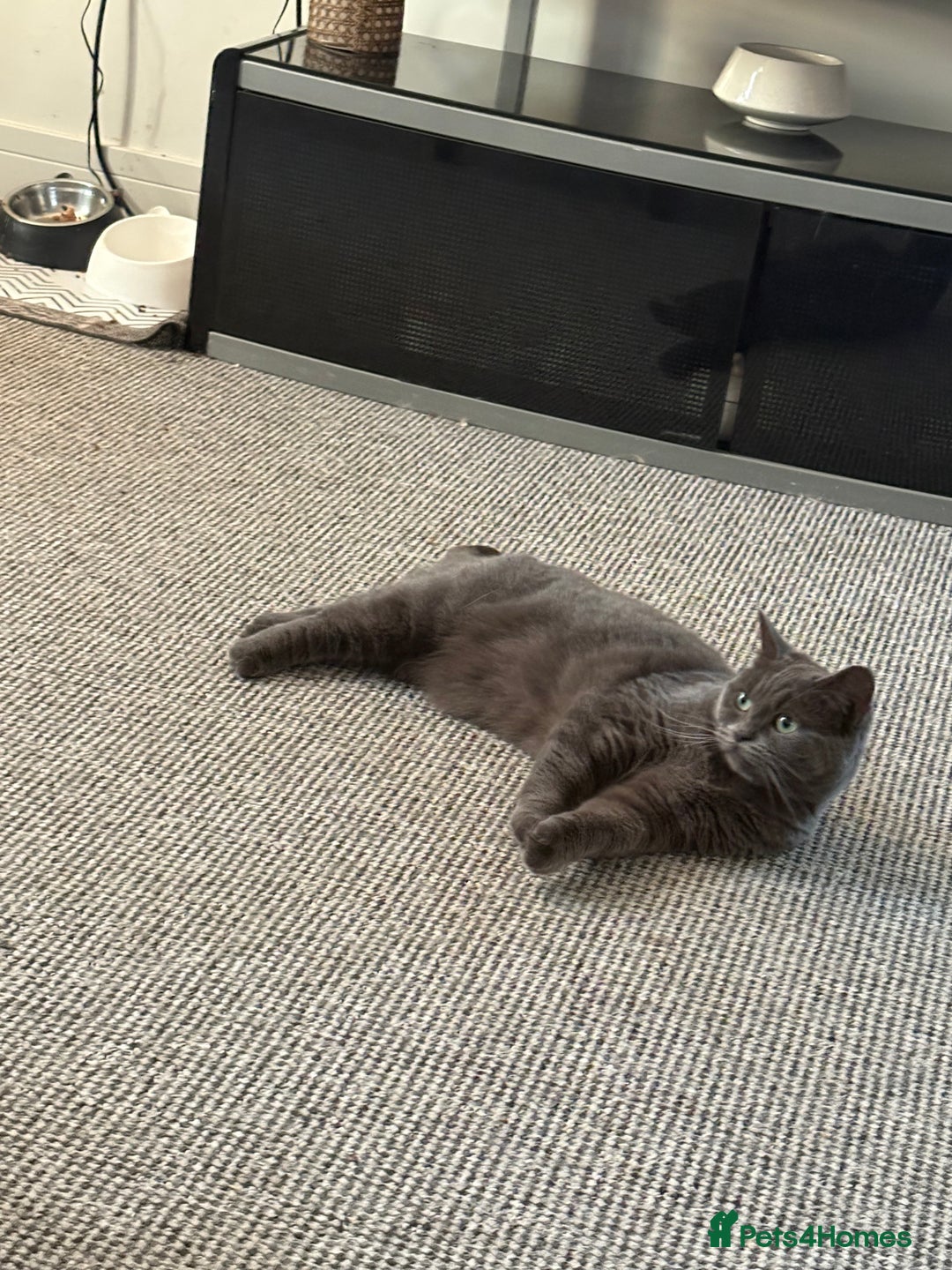 British Shorthair cats for sale: British Shorthair Female - Image 5