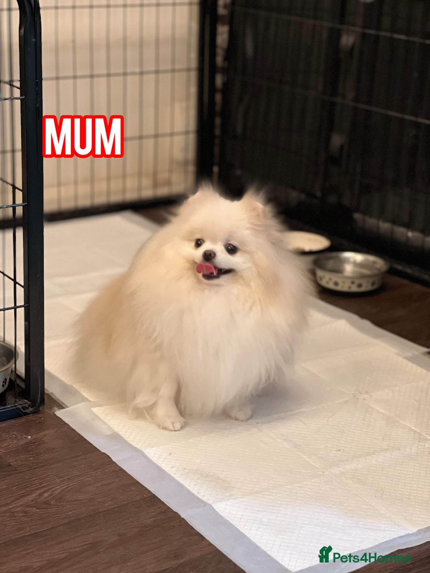 Pomeranian dogs Beautiful White/Cream Pomeranian Puppies - Advert 2