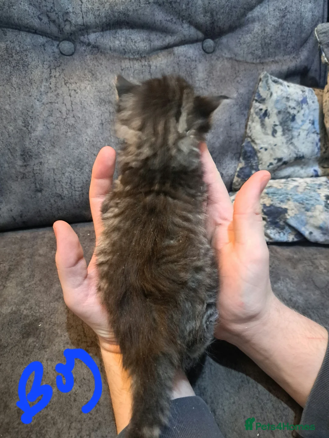 Ragdoll cats for sale: Stunning ragdoll cross tabby kittens  - Advert 13