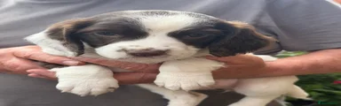 English Springer Spaniel 4