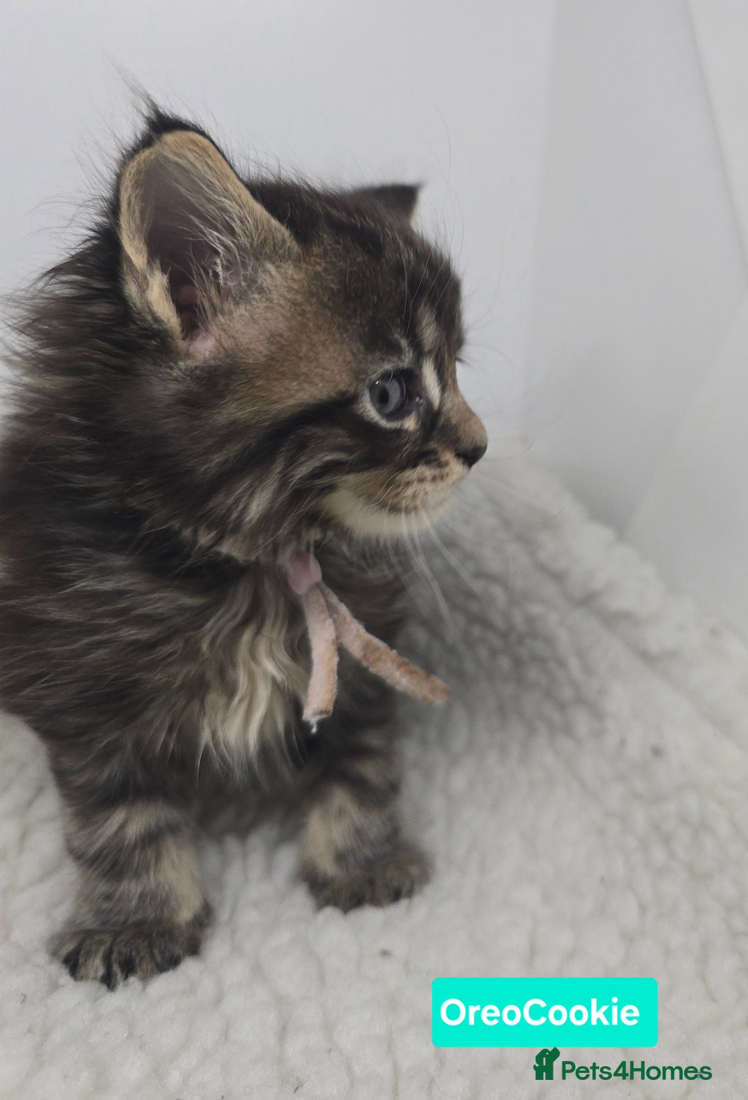 Maine Coon cats for sale: Beautiful TICA Pedigree Maine Coon Kittens - Advert 28