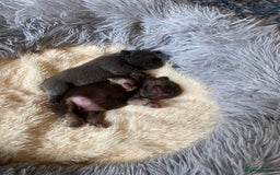 French Bulldog dogs for sale: KC French Bulldog girls puppies pure blue - Image 11