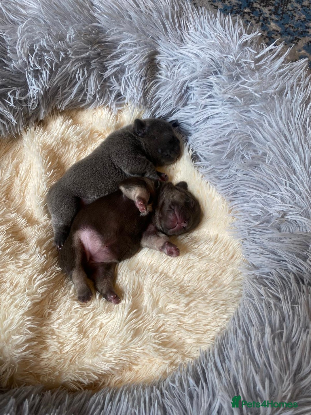 French Bulldog dogs for sale: KC French Bulldog girls puppies pure blue - Image 11