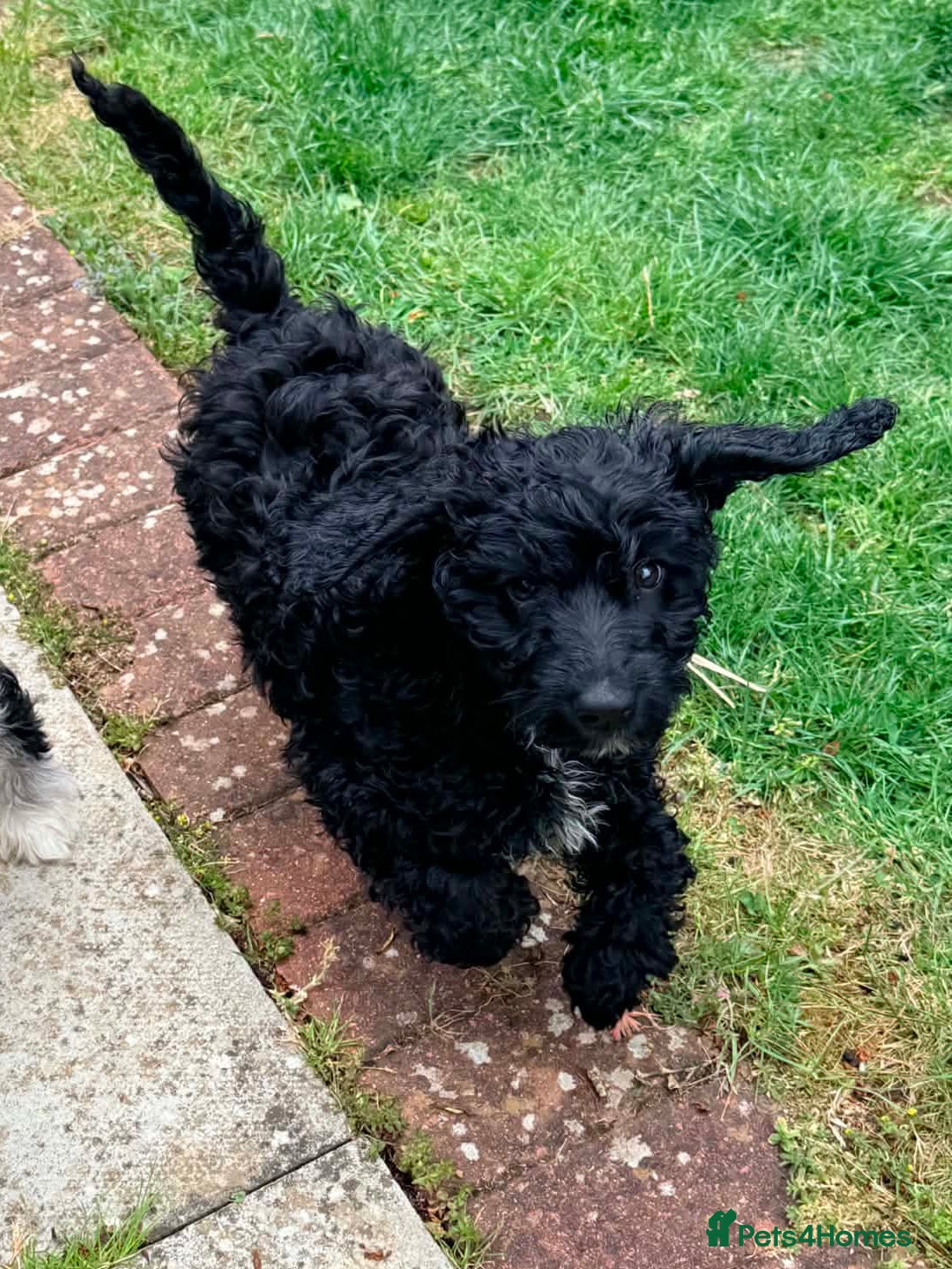 Australian Labradoodle dogs a boy ready for a loving family - Advert 2