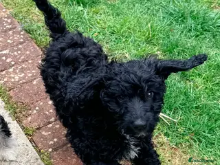 Australian Labradoodle dogs a boy ready for a loving family - Advert 2