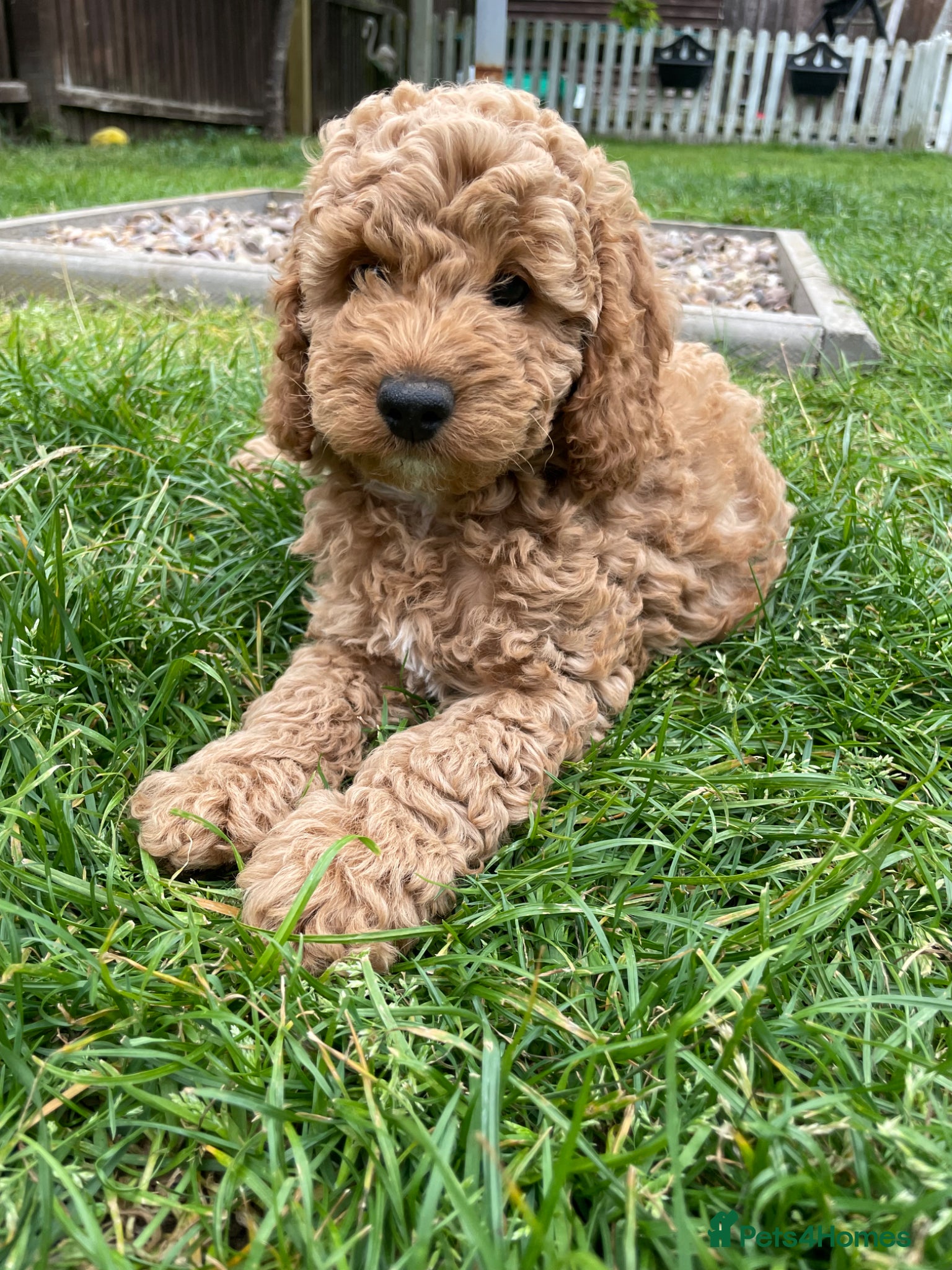 Cockapoo dogs Ready Wednesday! Cockapoo Puppies 🐾 - Advert 5