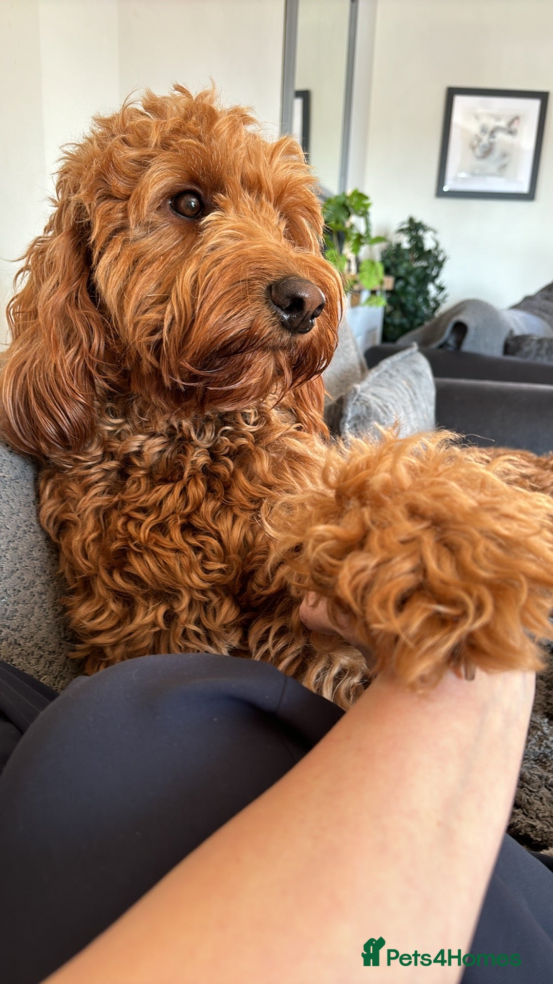 Irish Doodle dogs Gorgeous Deep Red Mini Irishdoodle for stud only in Totnes - Advert 1