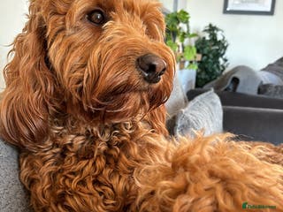 Irish Doodle dogs Gorgeous Deep Red Mini Irishdoodle for stud only in Totnes - Advert 2