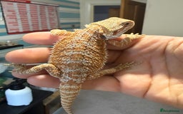Bearded Dragon reptiles for sale: 🔥🔥🔥 BABY BEARDED DRAGONS 🔥🔥🔥 4 LEFT 🔥🔥 - Image 17