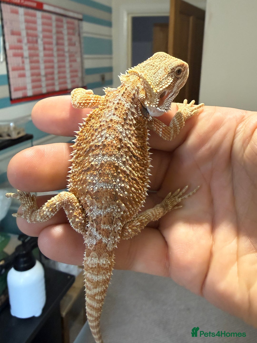 Bearded Dragon reptiles for sale: 🔥🔥🔥 BABY BEARDED DRAGONS 🔥🔥🔥 4 LEFT 🔥🔥 - Image 17