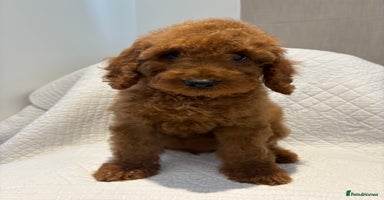 Cockapoo dogs - Advert 3