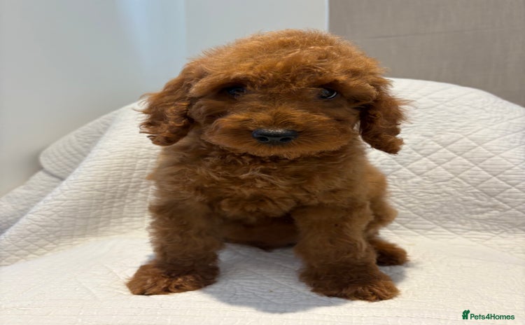 Cockapoo dogs - Advert 10