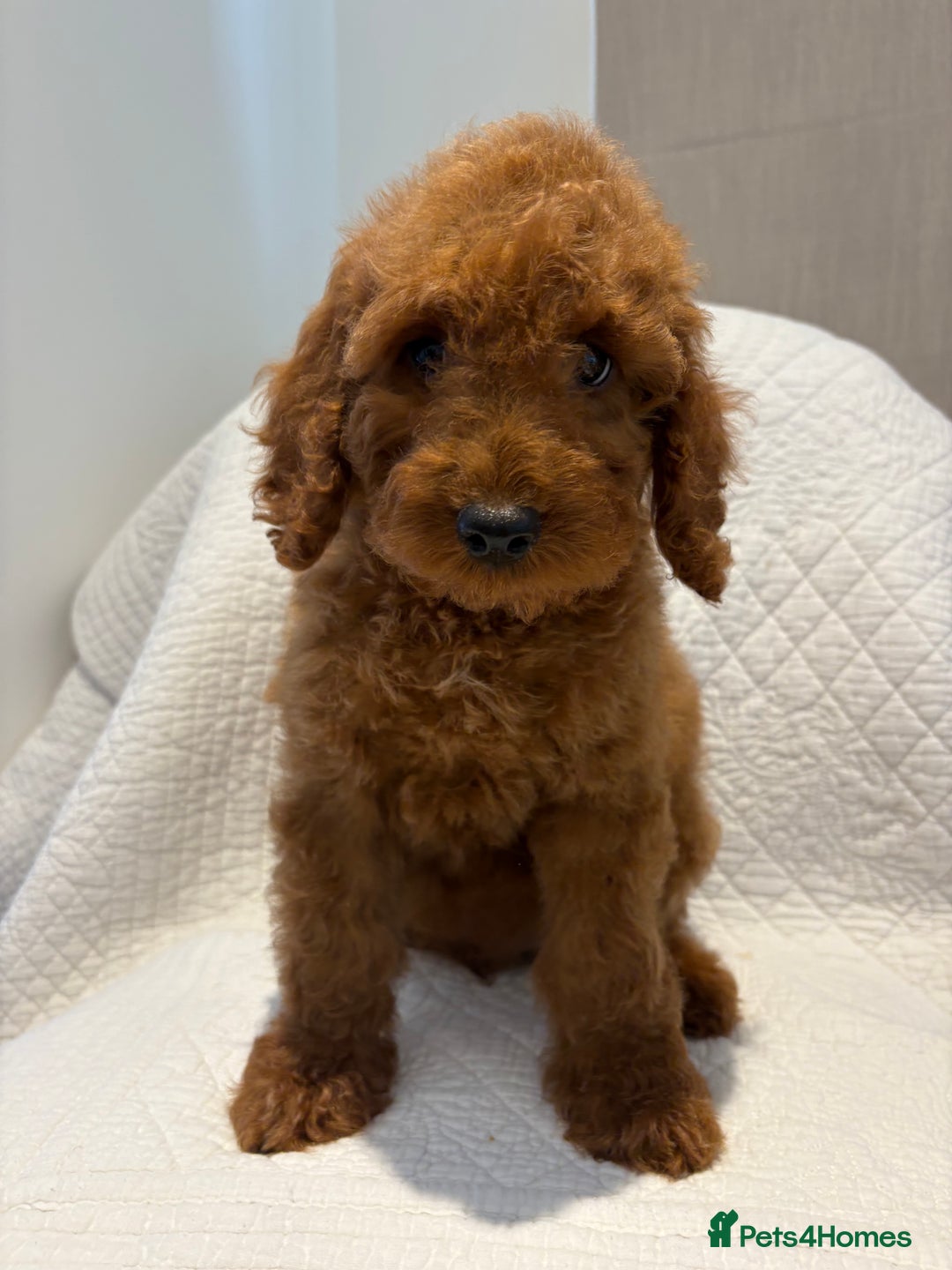 Cockapoo dogs for sale: LICENSED BREEDER quality health tested cockapoos  - Image 2