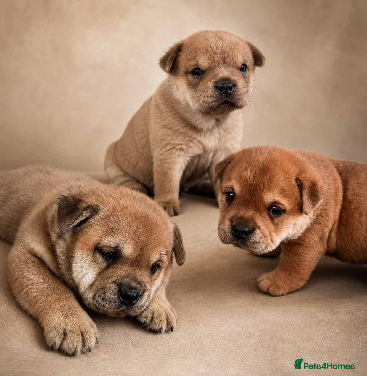 Mixed Breed dogs Fluffy British Bulldog Cross Chow Puppies – Rare - Advert 1