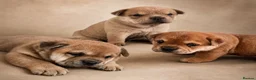 Mixed Breed dogs for sale: Fluffy British Bulldog Cross Chow Puppies – Rare - Advert 1