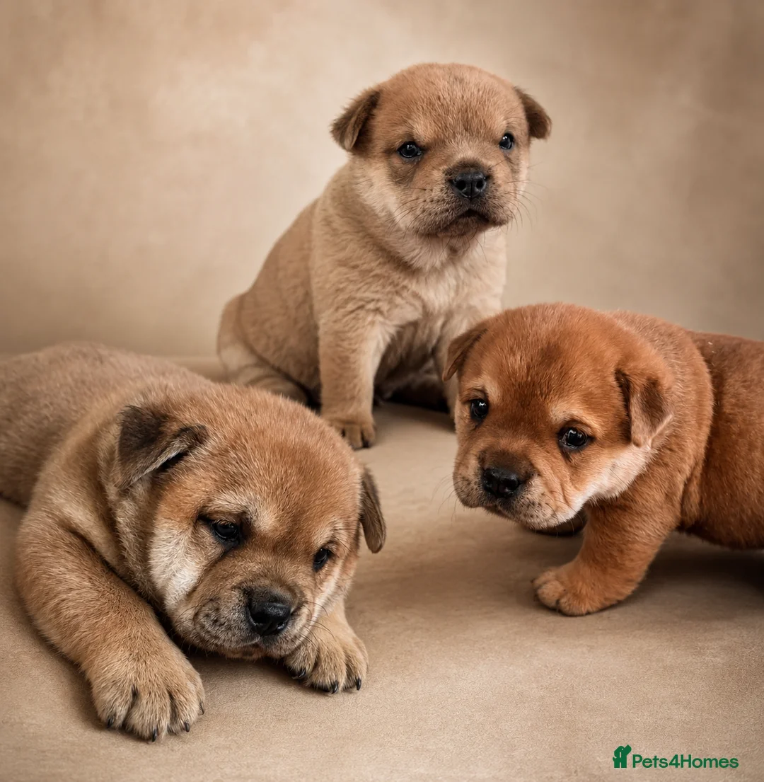 Mixed Breed dogs for sale: Fluffy British Bulldog Cross Chow Puppies – Rare - Advert 1