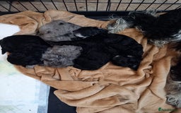 Cockapoo dogs for sale: Beautiful litter of f2 Cockapoo puppies  - Image 12