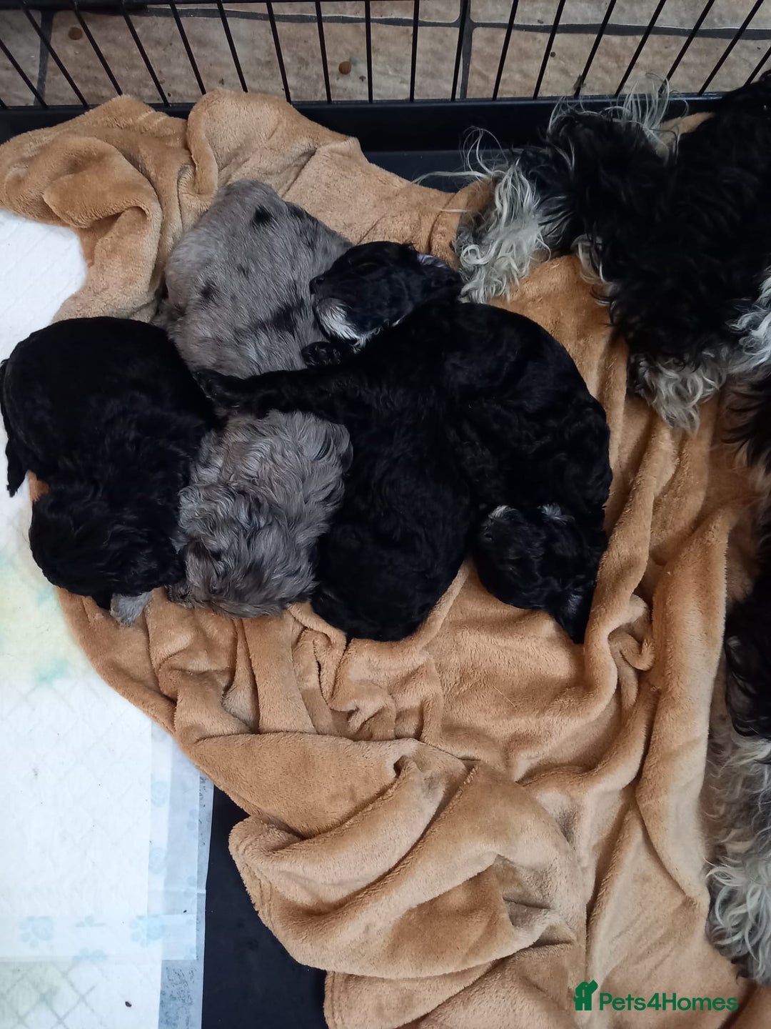Cockapoo dogs for sale: Beautiful litter of f2 Cockapoo puppies  - Image 12