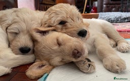 Labradoodle dogs for sale: Multigen Mini Labradoodle Puppies Available Now - Image 4