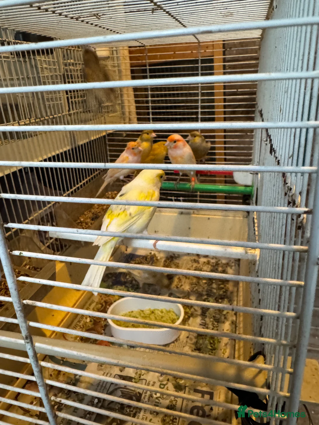 Canaries birds for sale: Canary for sale - Advert 2