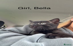 British Shorthair cats for sale: Cross British short hair kittens  - Image 2
