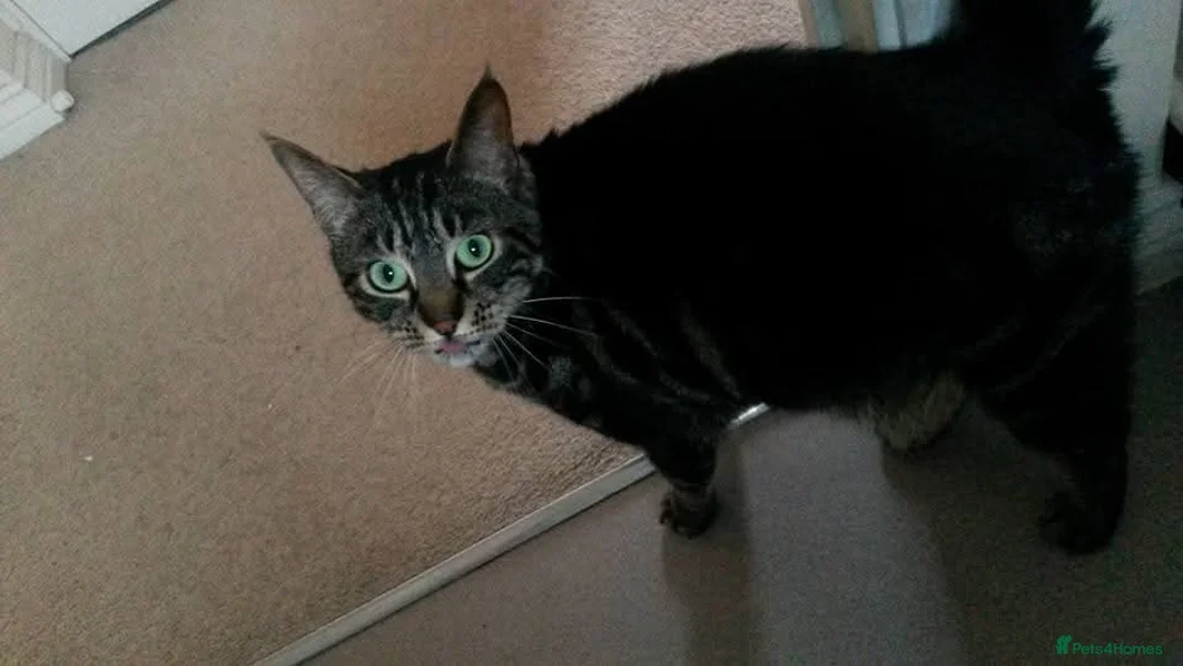 Domestic Shorthair cats for sale:  **  for sale  - Advert 2