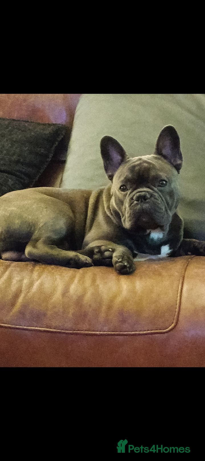 French Bulldog dogs Frenchie for sale - Advert 5