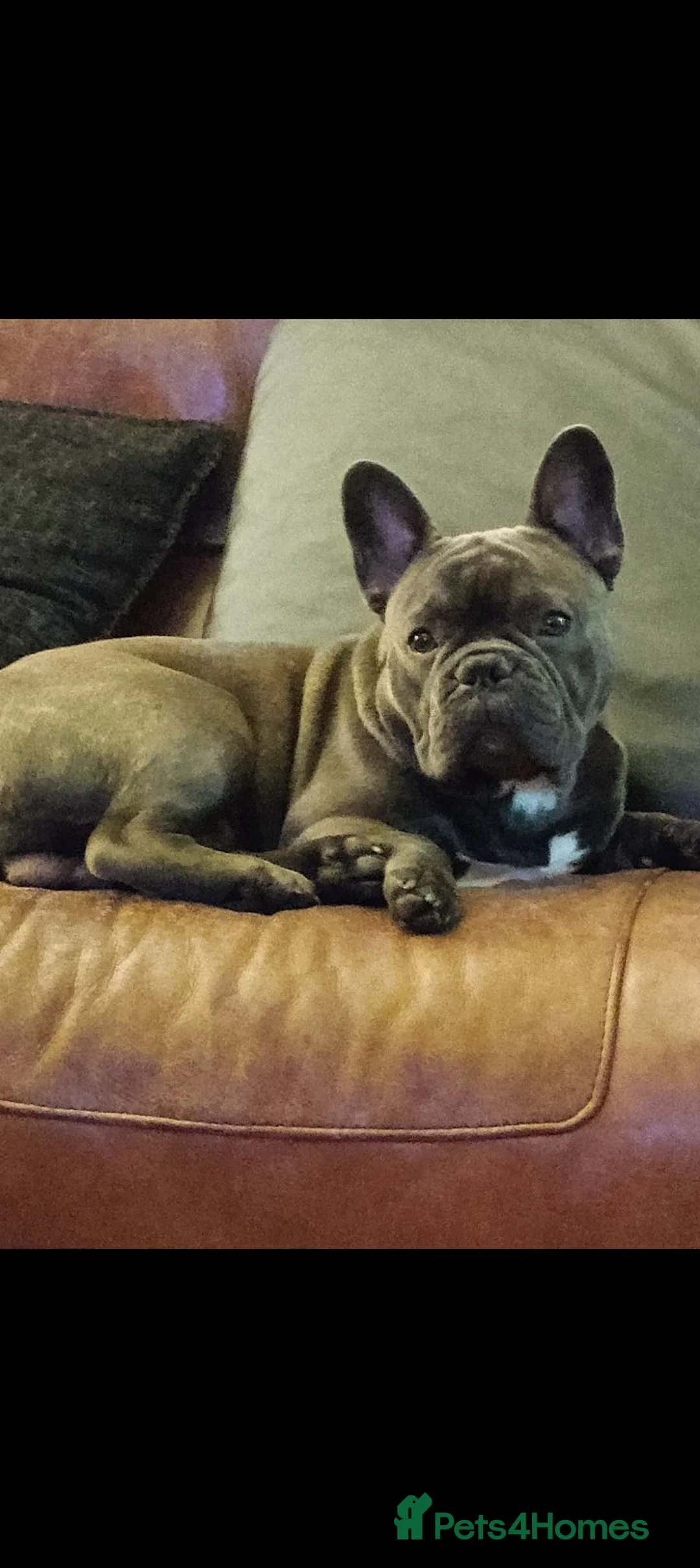 French Bulldog dogs for sale: Frenchie for sale - Advert 1
