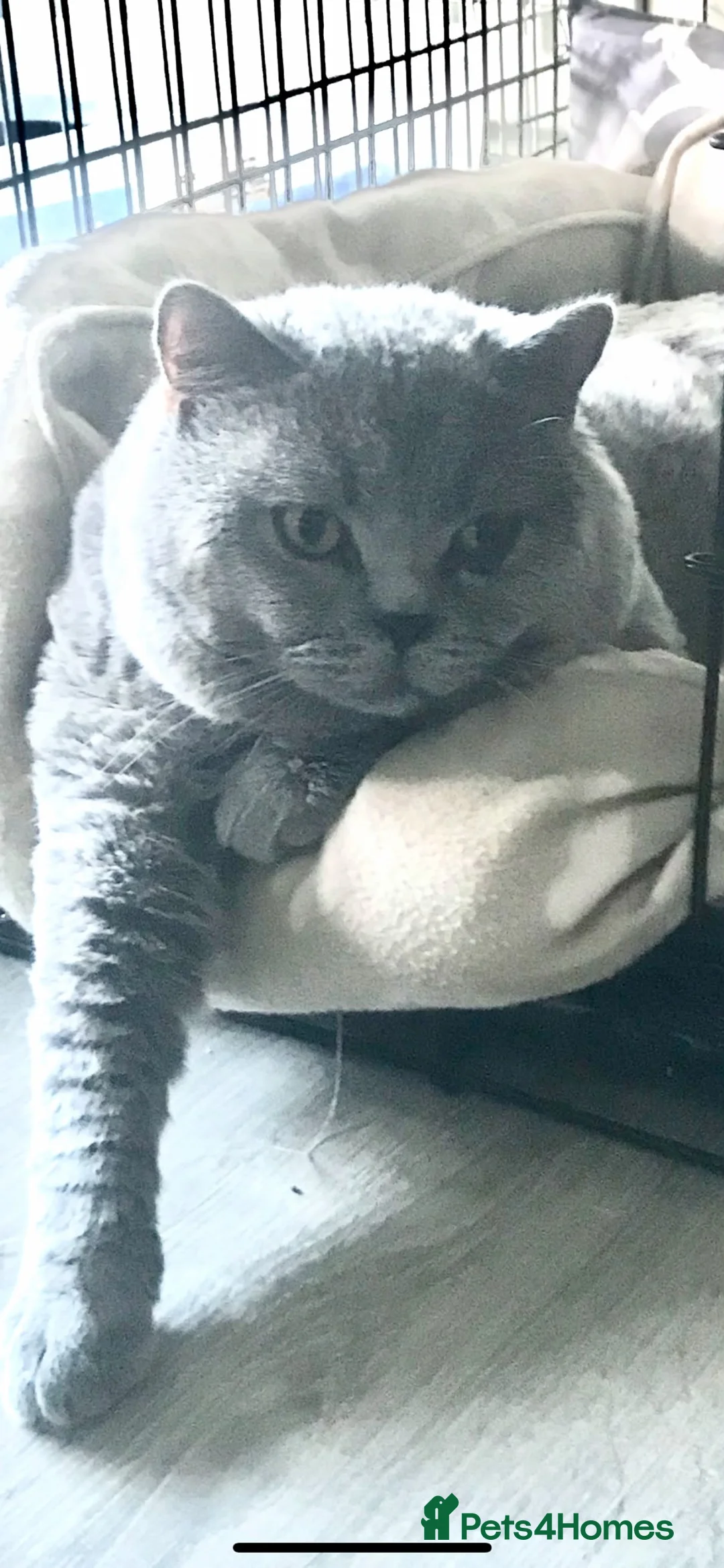 British Shorthair cats for sale: British short hair GCCF registered kittens in Saint Helens - Advert 12