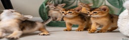 Abyssinian cats for sale: 6 Amazing Abyssinians, Extra Lovlely Personality - Advert 28