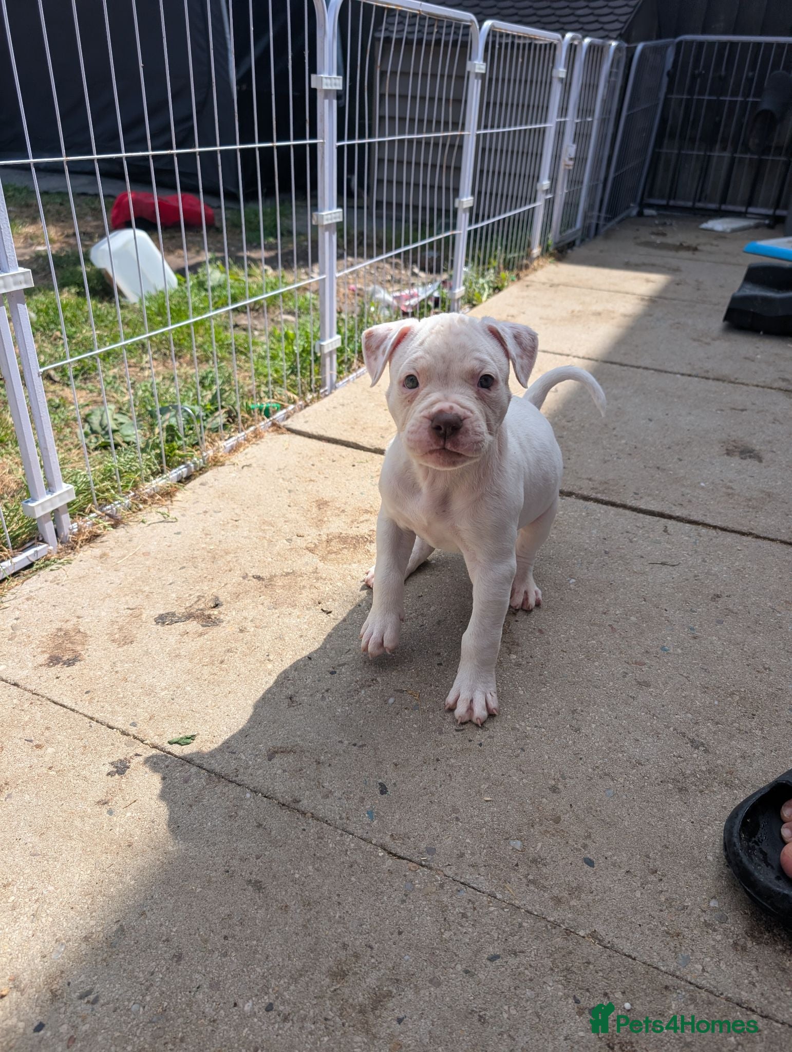 American Bulldog dogs Johnson American bulldog puppies - Advert 2