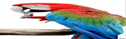 Macaws birds for sale: Female macaw  - Advert 1