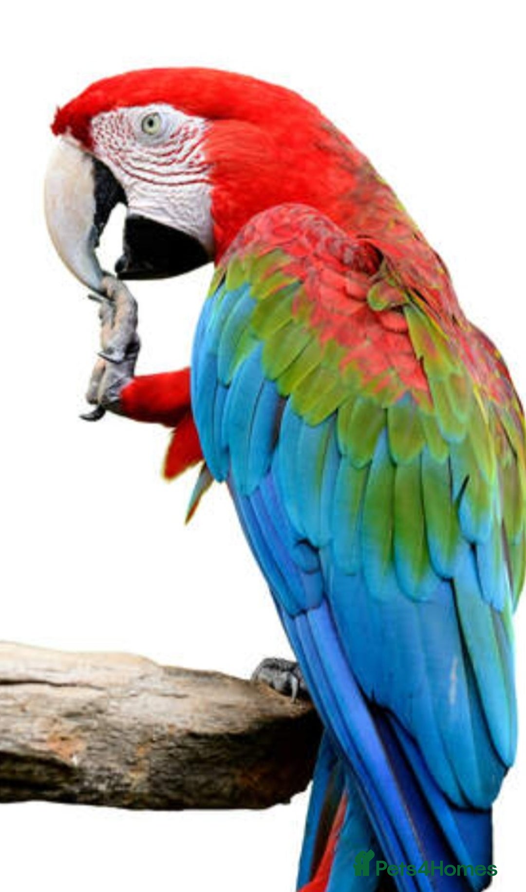Macaws birds for sale: Female macaw  - Advert 1