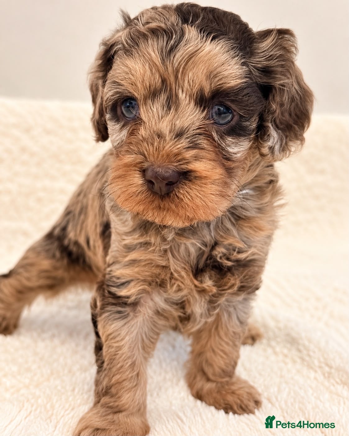 Cavapoo dogs ⭐️ Only Chocolate and Tan Merle Girl available ⭐️ - Advert 2
