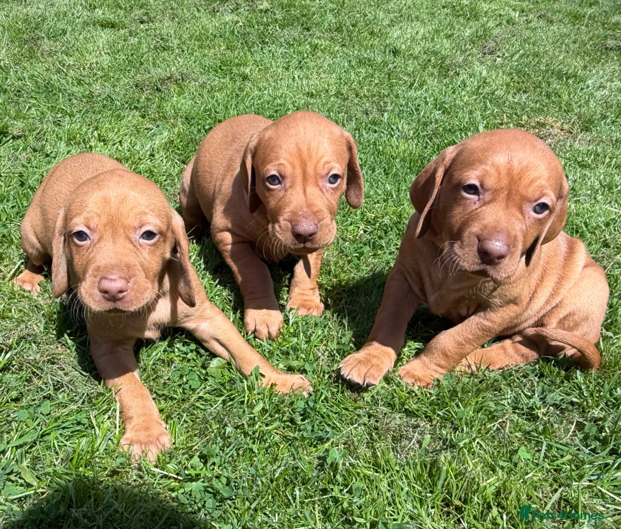 Hungarian Vizsla dogs Beautiful Hungarian Vizsla puppies - Advert 1