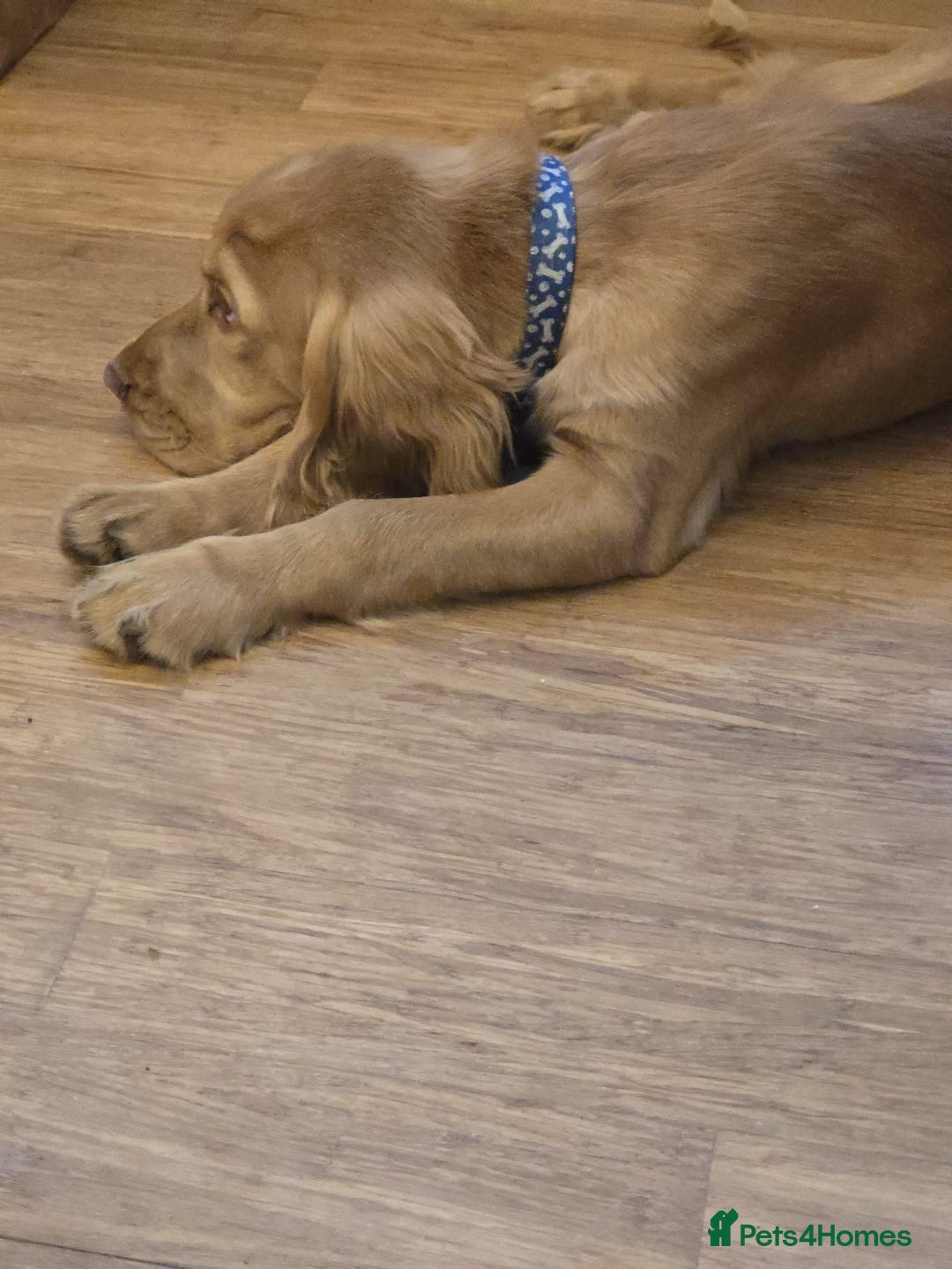 Cocker Spaniel dogs for sale: Cocker spaniel  - Image 7
