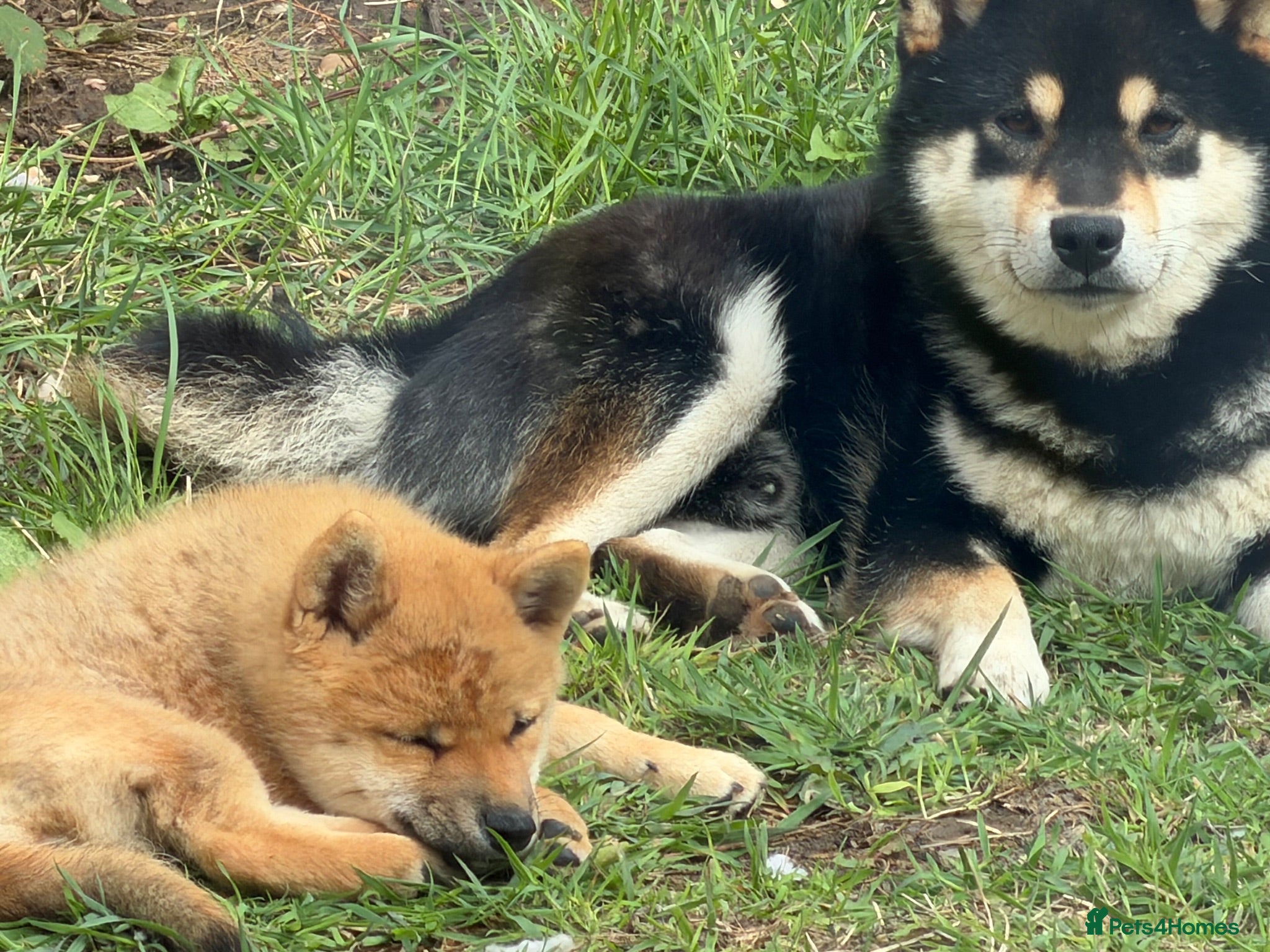 Japanese Shiba Inu dogs Small sizeShiba parents health tested champions  - Advert 11