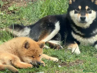 Japanese Shiba Inu dogs Small sizeShiba parents health tested champions - Advert 1