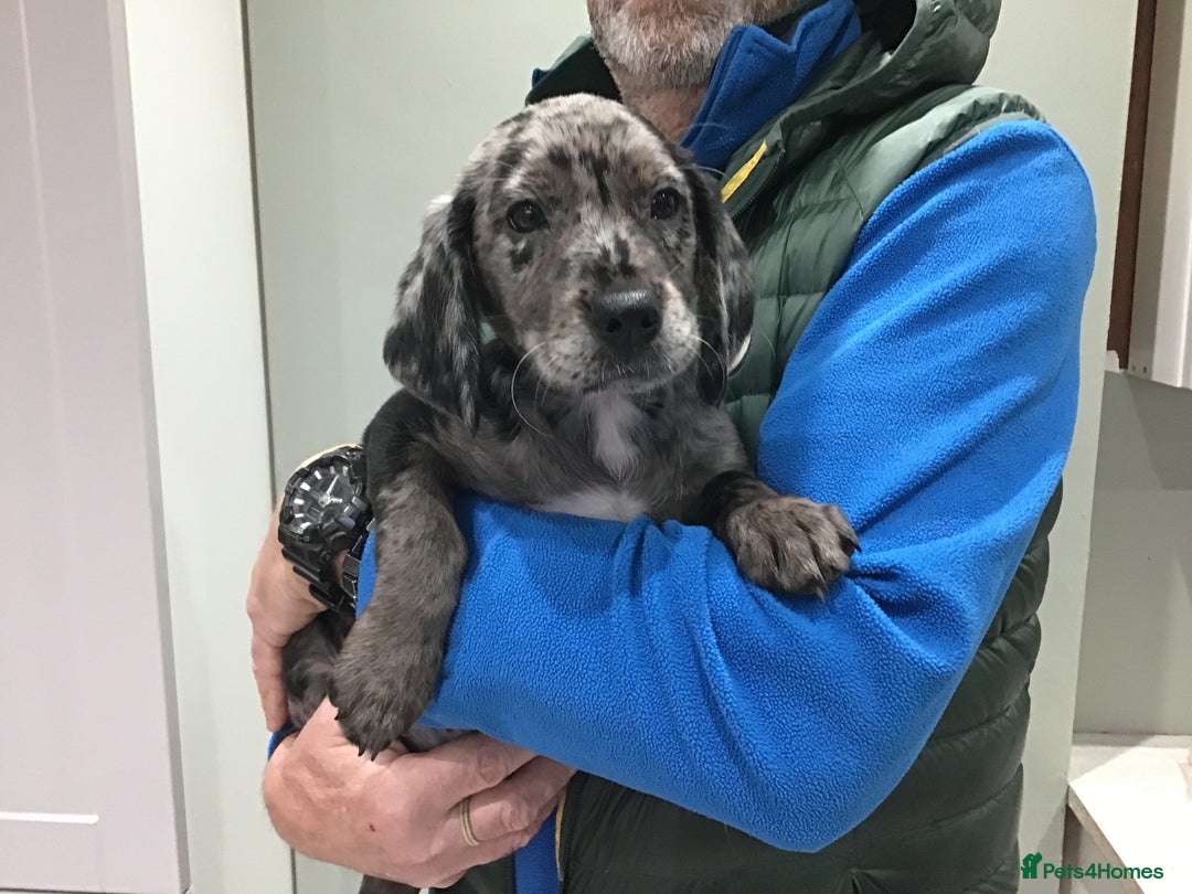 Rare Mearle Cocker Spaniel…Health Tested for sale in Whitchurch