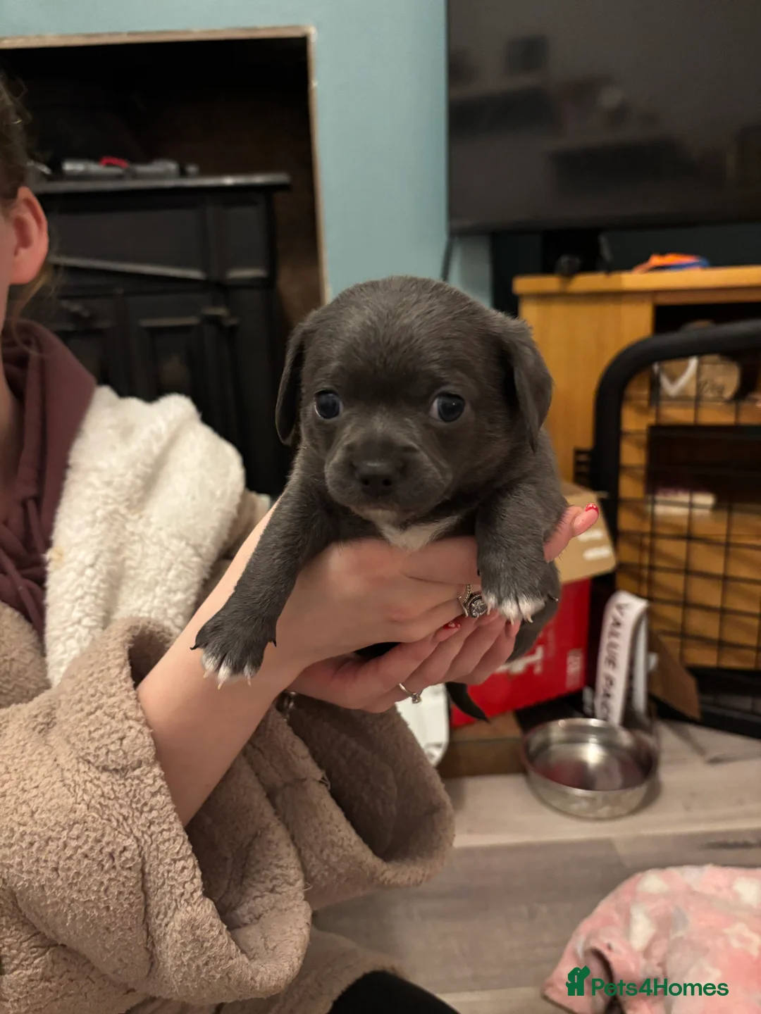 Chiweenie dogs for sale: Chiweenie for sale  - Advert 4