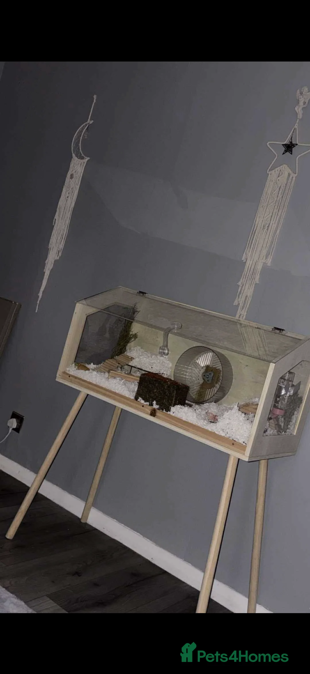Hamster rodents for sale: Female Syrian Hamster with full cage set up  in Cheadle - Advert 2